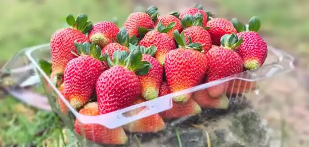 Fragola Premium