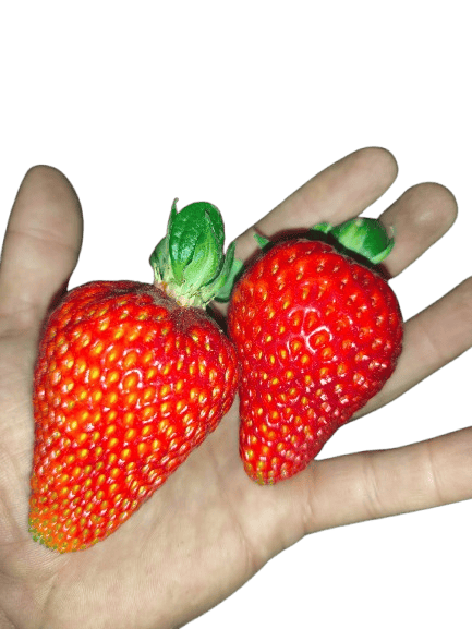 WhatsApp_Image_2026-04-13_at_9.08.26_PM-removebg-preview