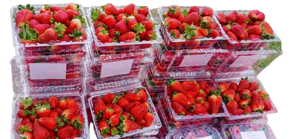 Fragola Premium